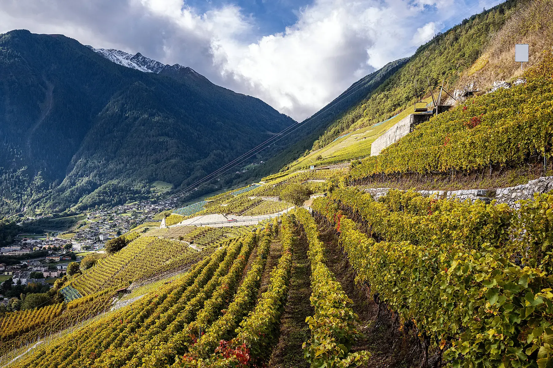 Nos vignes en terrasses au-dessus de Martigny